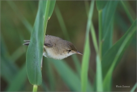 <p>RÁKOSNÍK OBECNÝ (Acrocephalus scirpaceus) jižní Morava ---- /Eurasian reed warbler – Teichrohrsänger/</p>